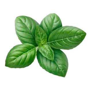 Basil