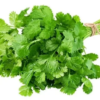 Coriander Leaf
