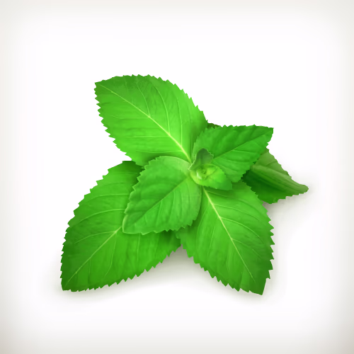 Mint