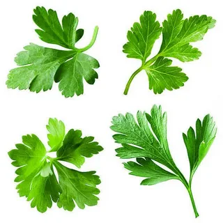 Parsley