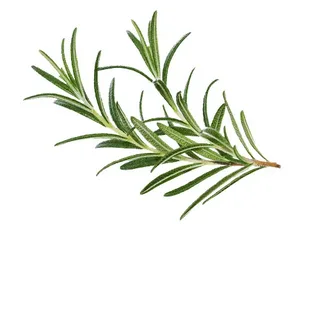 Rosemary