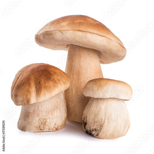 Mushroom